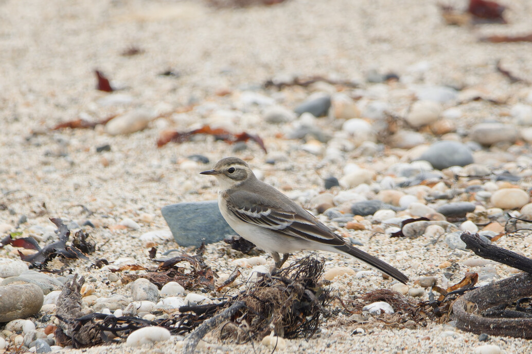 Photo of Citrine Wagtail